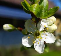 White Plum Tree bloom