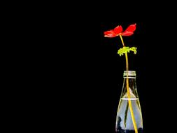 Flower Bottle Black