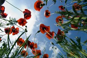 red Poppy Field Flora
