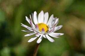 white Daisy Flower petals