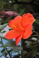 Flower Flowers Showy