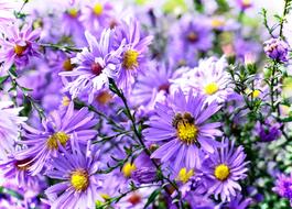 Close-up of the beautiful, blooming, purple and yellow asters with green leaves