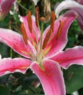 Lily Flower Spring