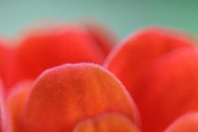 pink orange petals, close-up