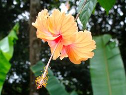 yellow Chinese Hibiscus Flowers