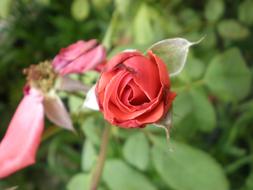 Red Rosebud