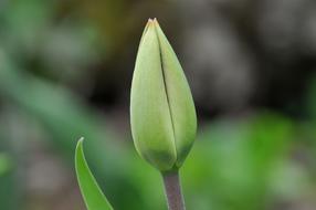 green Tulip Flower Blossom