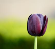 Tulip Flower