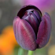 Tulip Flower macro view