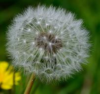 Dandelion Flower close-up in blurred background