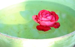 rose in water in a bowl close-up