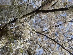 Close-up of the beautiful tree with blossoming, white flowers in the spring