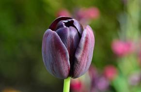 Close-up of the beautiful, blooming, purple tulip flower of different shades, among the other colorful flowers