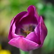 Tulip, purple Flower at blur background