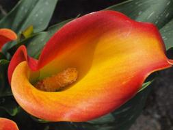 Calla Aronstabgewaechs bloom