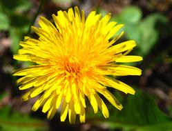 closeup photo of Yellow Dandelion Weeds