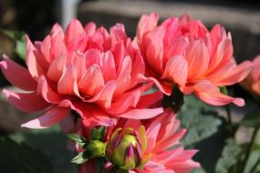 dahlia bush close up