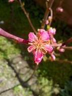 pink Peach Flower in garden