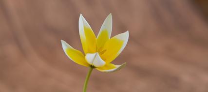 Small Star Tulip at Spring