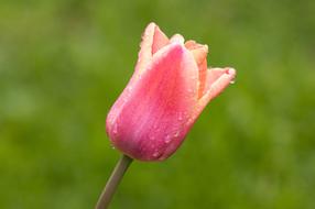 Flower Tulip at Spring