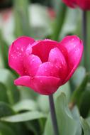 half open Tulip flower with Pink Petals