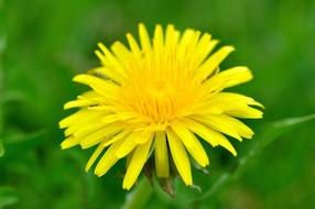 Dandelion Flower Pointed