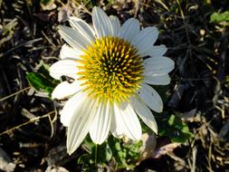 Daisy Flower Blossom seeds