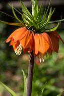 Imperial Crown as a Flower