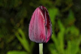 Flower Tulip Blossom