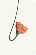 orange Poppy Blossom Bloom