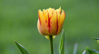 Close-up of the beautiful, blooming, yellow, orange and red tulip flower with green leaves, at blurred background