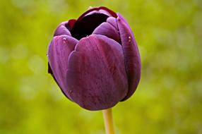 dark purple Tulip Flower Blossom