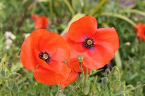 poppies in the grass in a blurred background