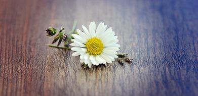 Daisy Grass Flower on wood