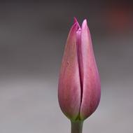 Flower Tulip Pink