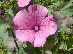 Hibiscus Purple Blossom at garden