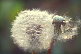 Dandelion Flower seeds Spring