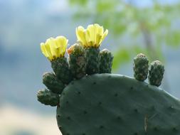 Cactus Blossom with yellow Bloom