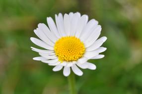 Pointed Daisy Flower at garden
