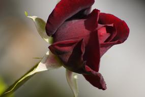 dark red Flower Blossom Floral