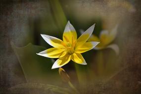 yellow Small Star Tulip Flower