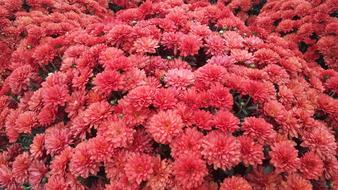 Floral Garden Fall