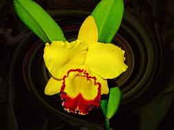 Orchid Yellow Flower Vintage