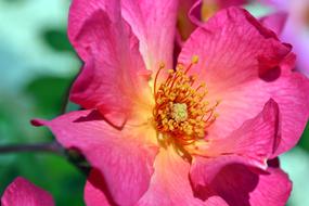 Rose Blossom Bloom