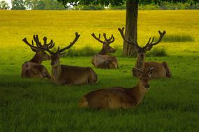 wild Deer at Nature