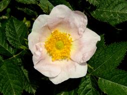 Wild Rose Flower Pink