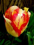 Tulip Yellow Red