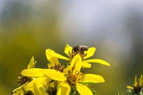 Close-up of the beautiful, yellow flowers with the bee, in sunlight