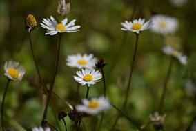 Daisies Spring Prato