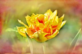 colorful Tulip Flower Blossom